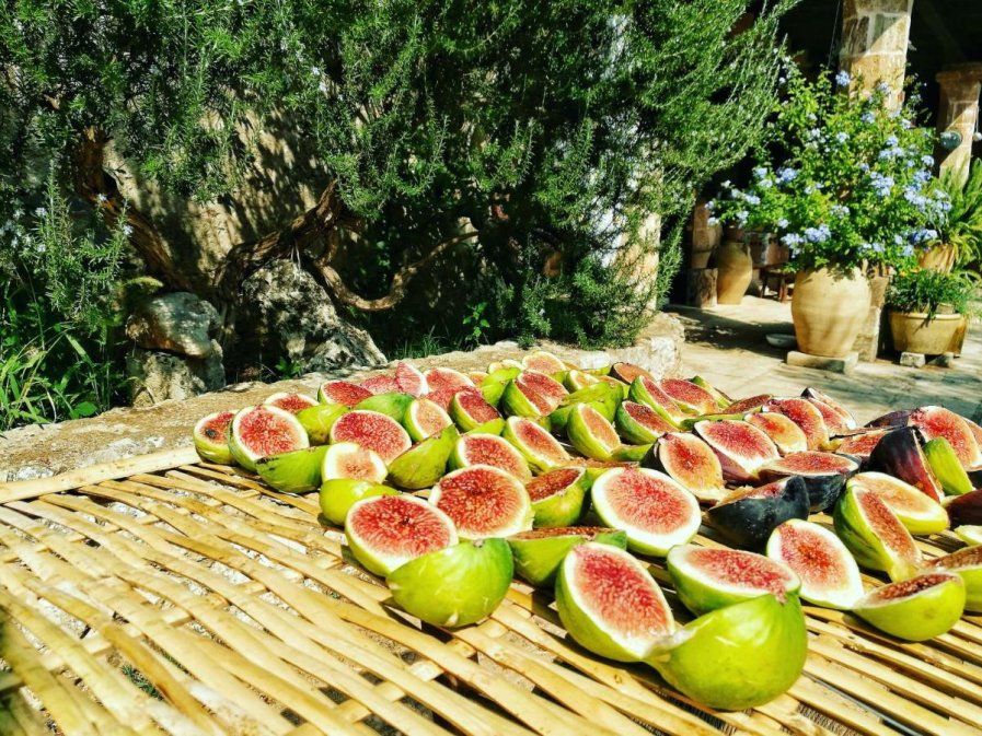 Masseria Borgo del Gallo - 4